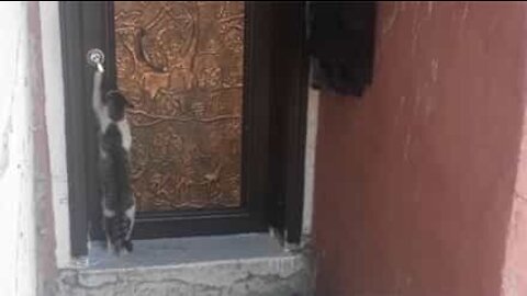 Poli, ce chat frappe à la porte avant d'entrer