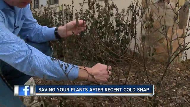 Horticulturalist: Best thing for brown lawns and dead plants from recent cold snap is patience