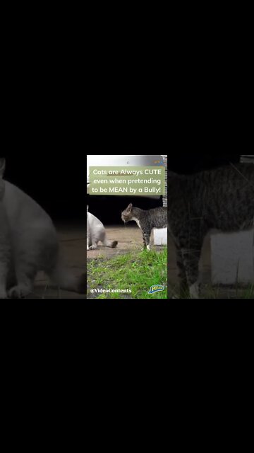 Best Cat Video, #shorts