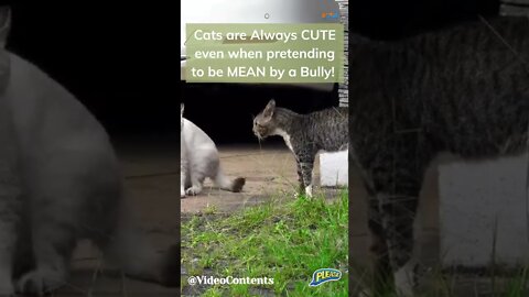 Best Cat Video, #shorts