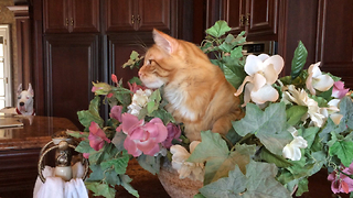 Funny cat decides to sleep in flower bowl