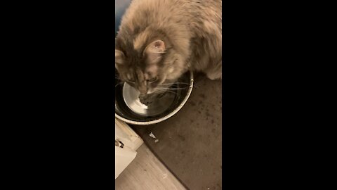 Lucy licking her paw