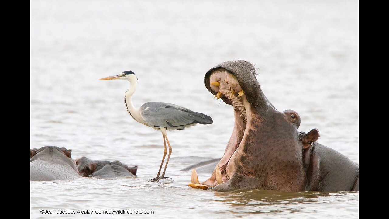 Hilarious Animals Comedy Extravaganza!πΎ π