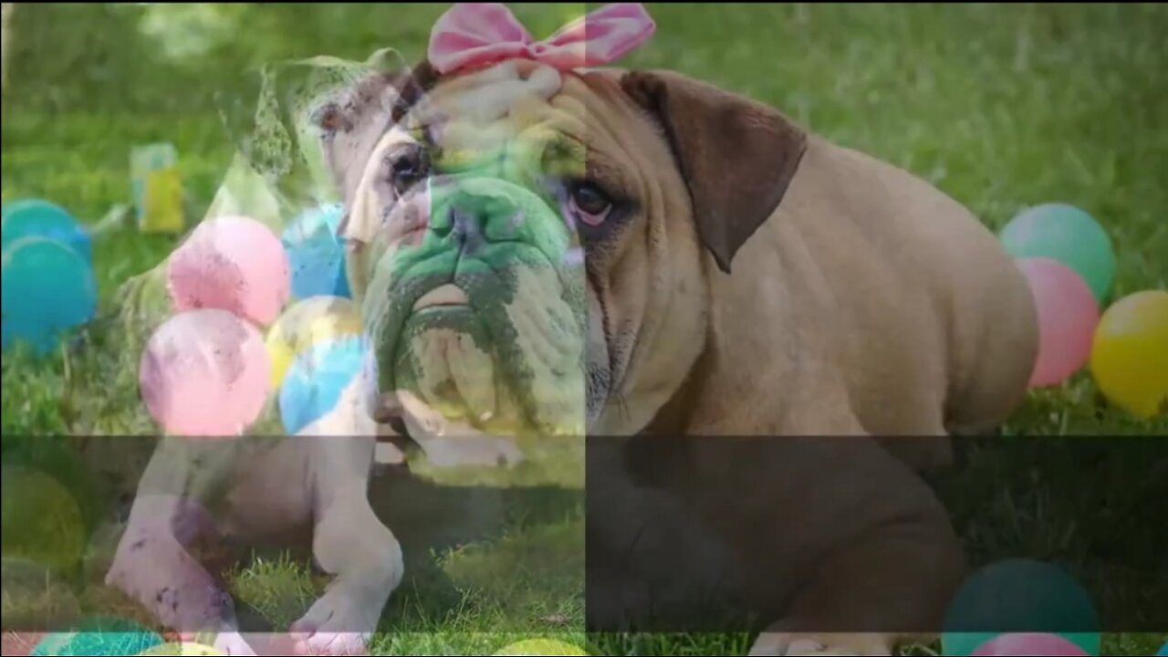 Top 10 Dog Names and Their Meaning - MALE AND FEMALE DOG 🐶