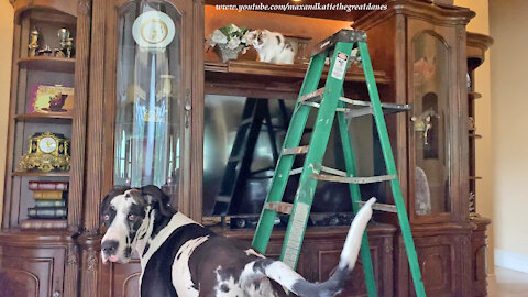 Great Dane Is Shocked To See Two Ladder Loving Cats