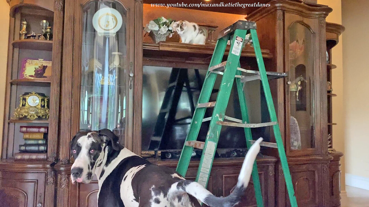 Great Dane Is Shocked To See Two Ladder Loving Cats
