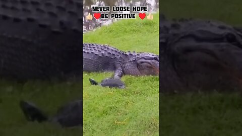 NEVER LOOSE HOPE 🙏#ytshortsvideo #animallover #animalfunny #ytshortsusa #ytshortsindia #motivation