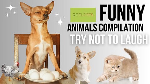Try Not To Laugh - Funny Animals Compilation 2024