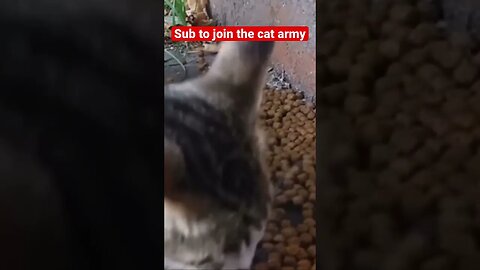 Cute cats meowing like an engine 😂 #catsmeowing #cat #funny #kitten #cute