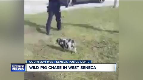 West Seneca Pig