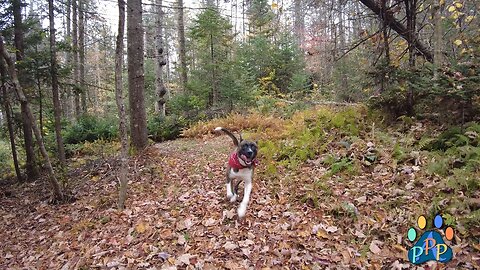 Season 3: Episode 1: Dog Adventures.