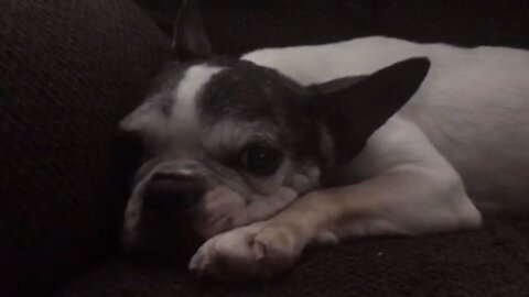 Mable the happy dog