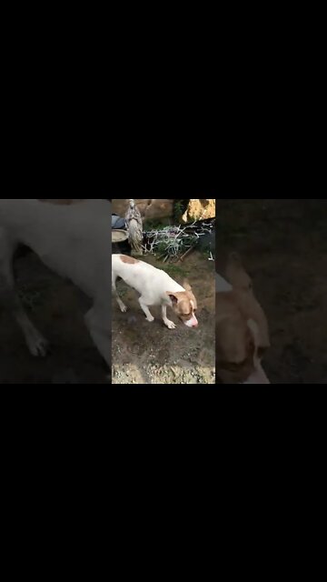 Pit bull loves helping me around the farm