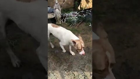 Pit bull loves helping me around the farm
