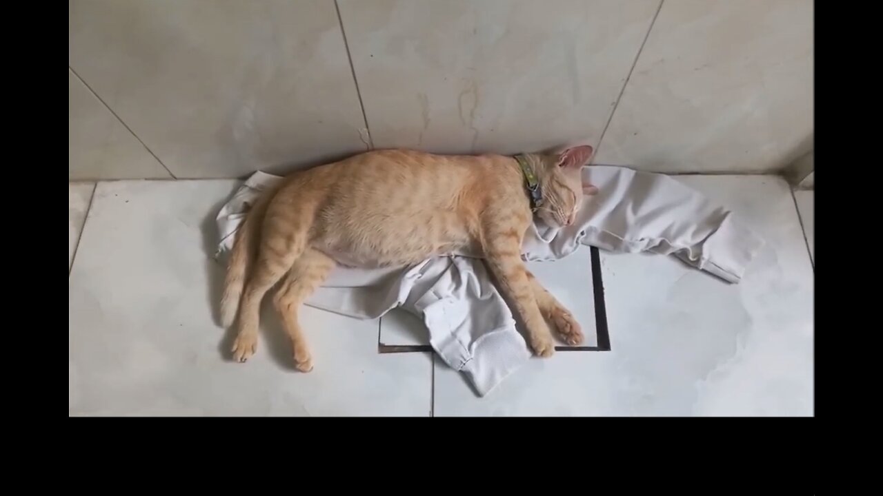 Mama Cat Does The Cutest Thing While She's In Labor | The Dodo Cat Crazy