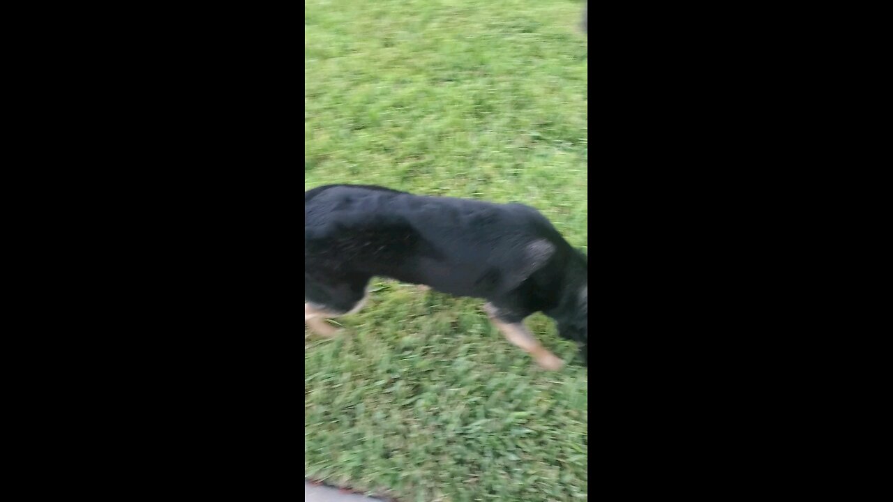 I love walking miss Asher