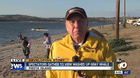 Whale washes up on coast