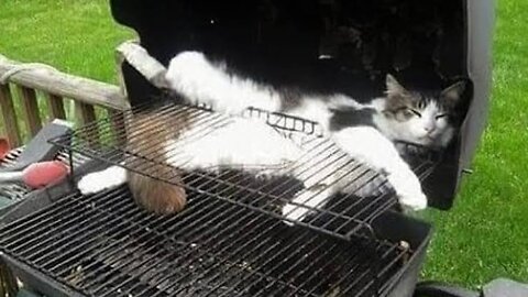Try Not To Laugh | Funniest Cat Videos In The World | Funny Animal Videos #127