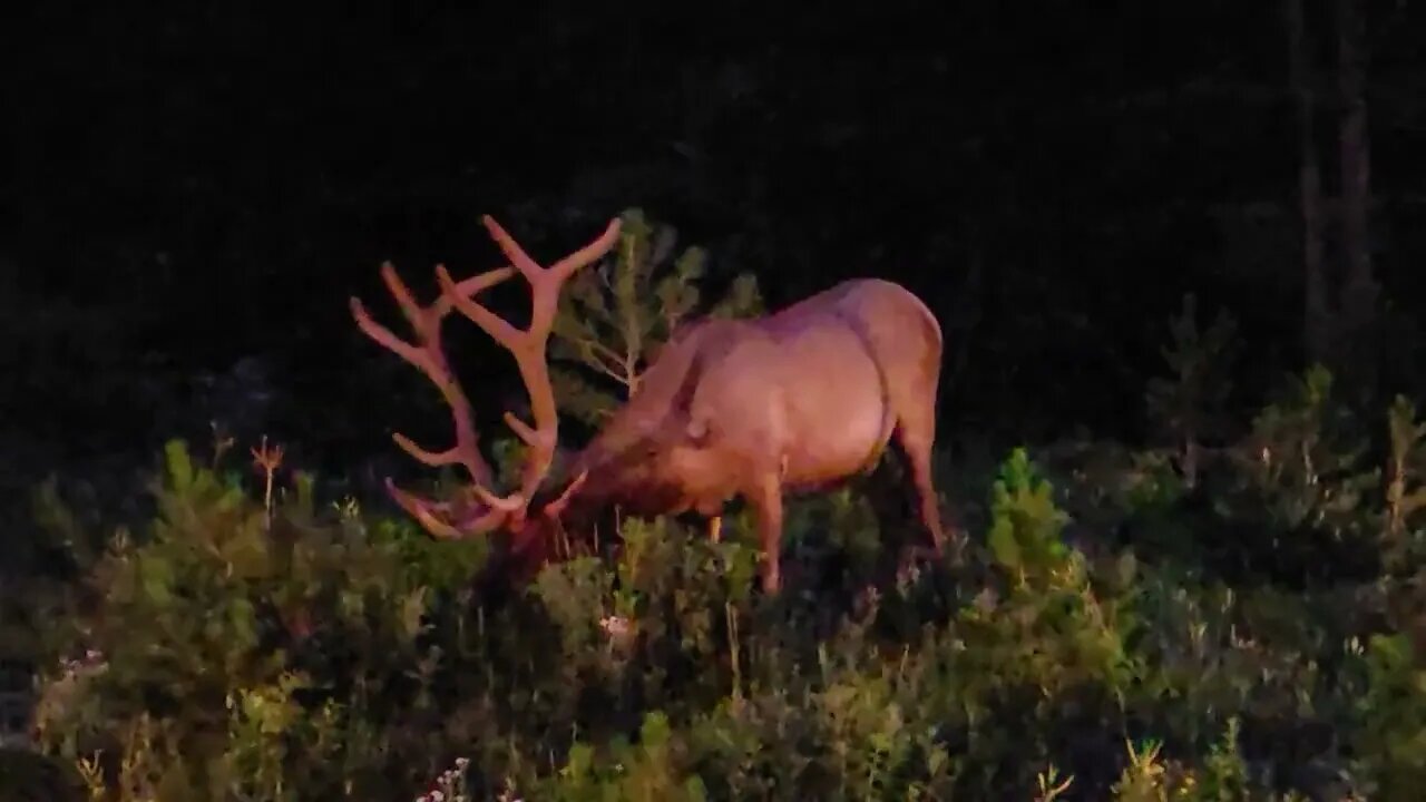 Gigantic Elk @ Rocky Mountain National Park