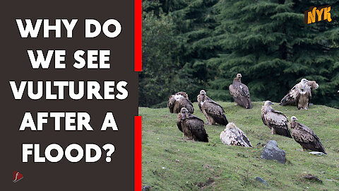 What Are Scavengers? *