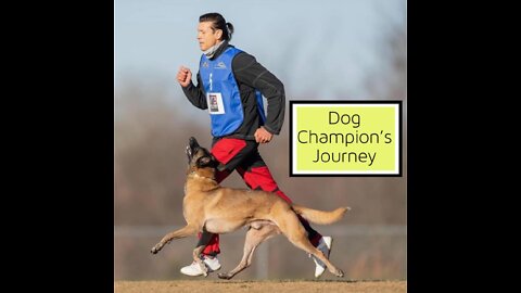 How to Leash Train Your Dog Like a Champion