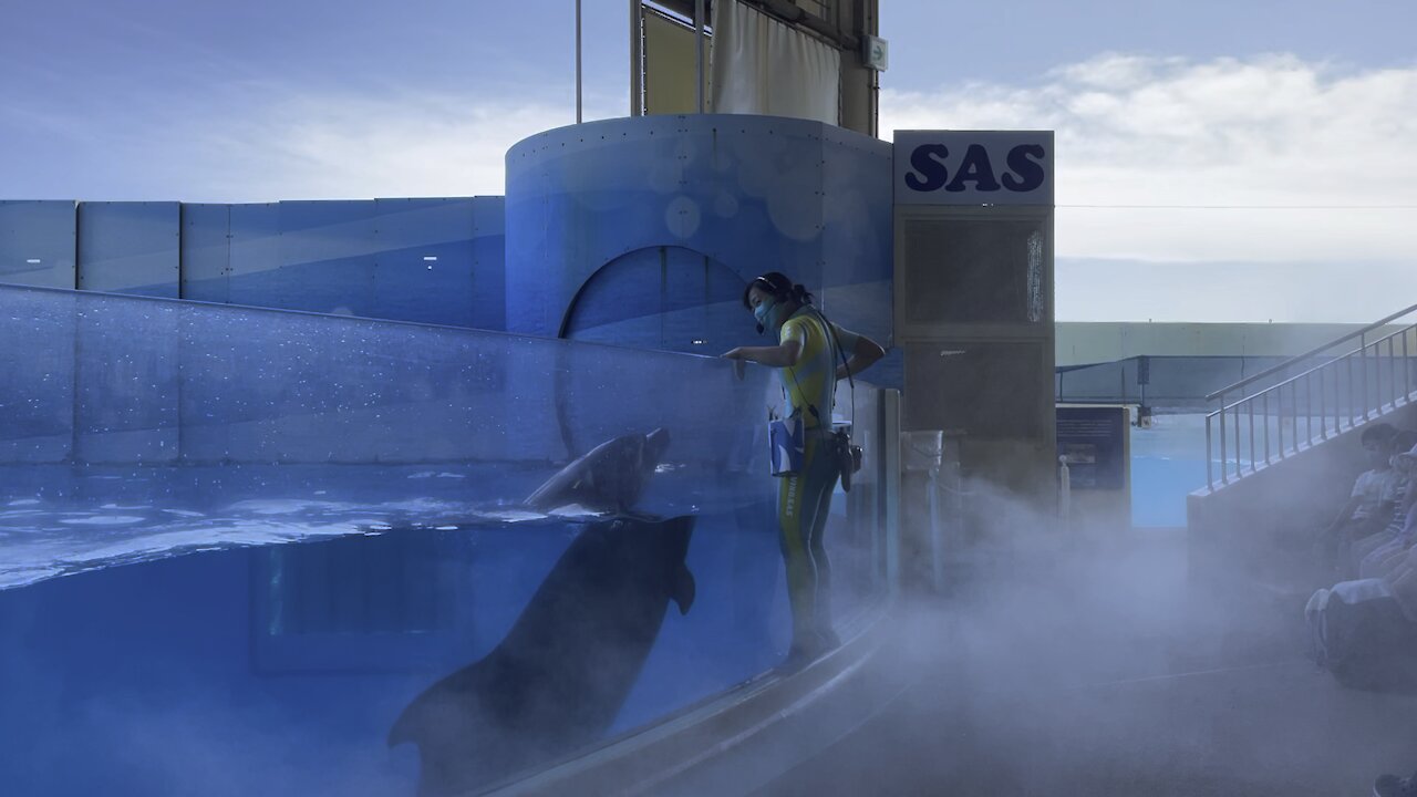 Amazing Dolphin Show