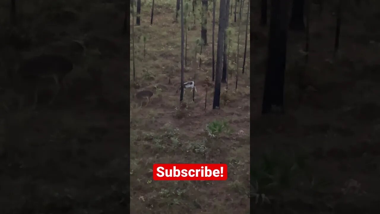 That’s not something you see every day! Public land Piebald.