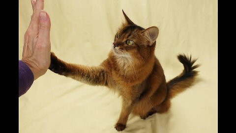 Best 30 trick to teach your cat