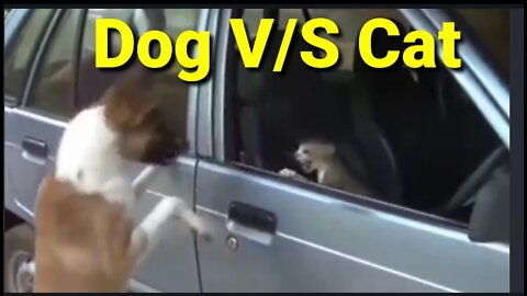 Dog V/S cat fight