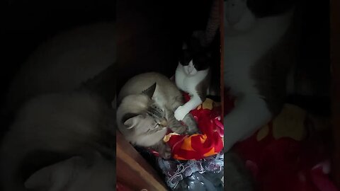 Dudu e Mimi!