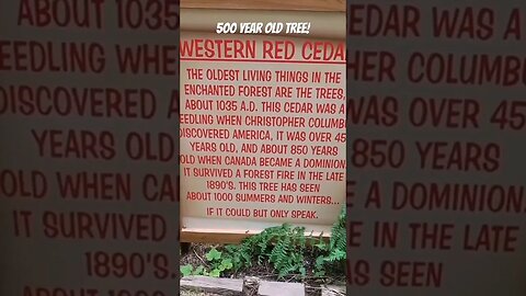 500 hundred year old tree in the Enchanted Forest. #oldtree #shortsvideo