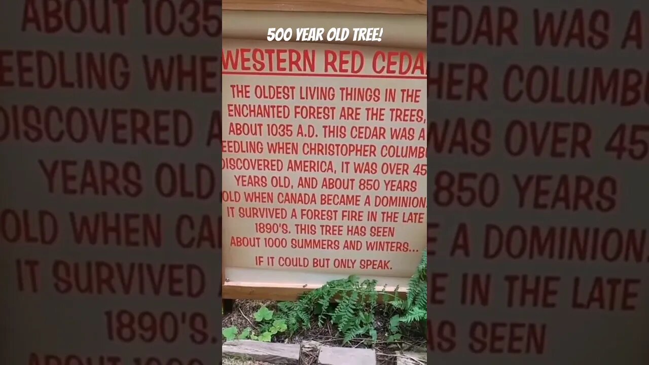 500 hundred year old tree in the Enchanted Forest. #oldtree #shortsvideo