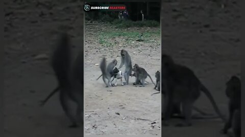 Monkey vs Dog #shorts