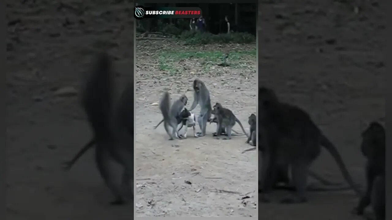 Monkey vs Dog #shorts