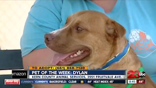 Pet of the Week: Dylan