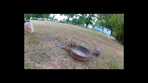 Squirrels On The Horizon