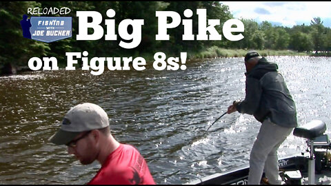 Do PIKE Fall For The Figure 8?