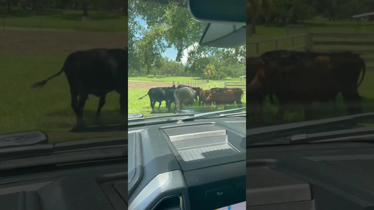 Monday Cow Jam #cow #cows #trafficjam #shorts