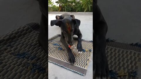 Another chew toy 🐶 😍