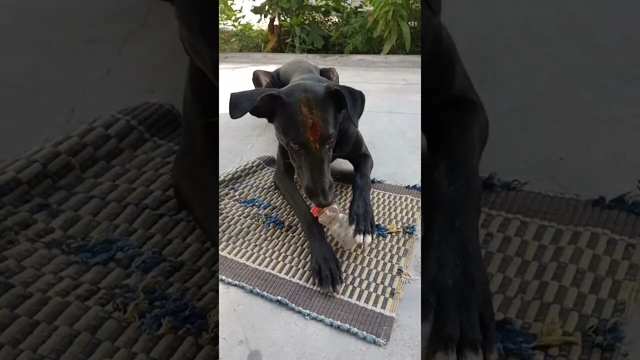 Another chew toy 🐶 😍