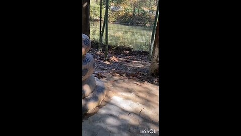 biggest snake in the world