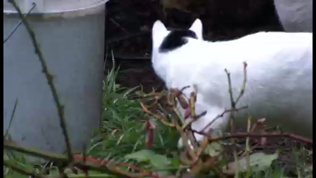 Communication between two cats