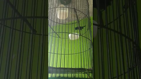 Burung Rewel Suaranya, nyrocossss🤣🤣🤣