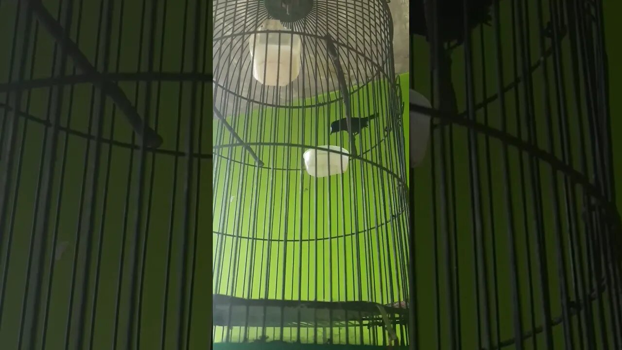 Burung Rewel Suaranya, nyrocossss🤣🤣🤣