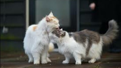 a cute cat teaching someone how to take popcon from a plate without permission