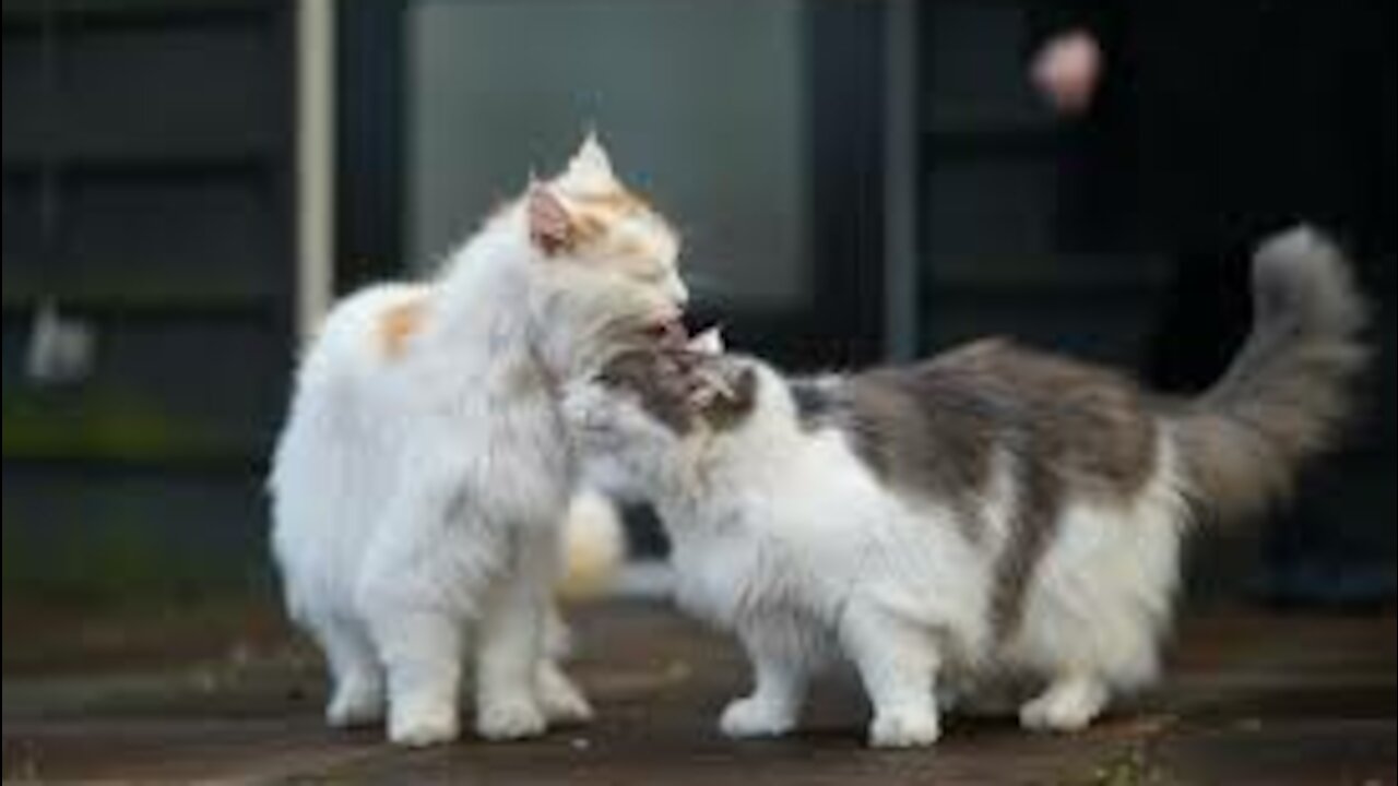 a cute cat teaching someone how to take popcon from a plate without permission