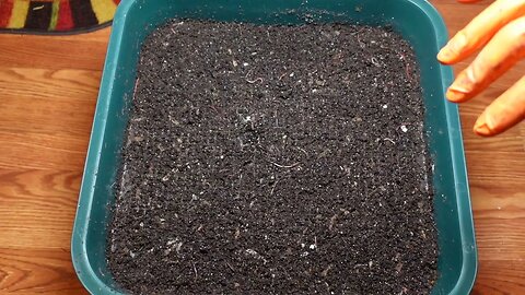 Worm Wednesday Feeding Vermihut 25th feeding
