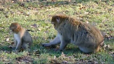 Funny adventures of monkeys
