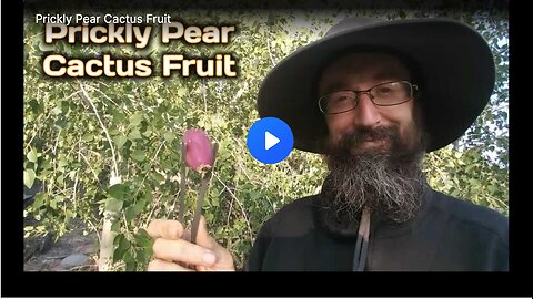 The prickly pear cactus fruit