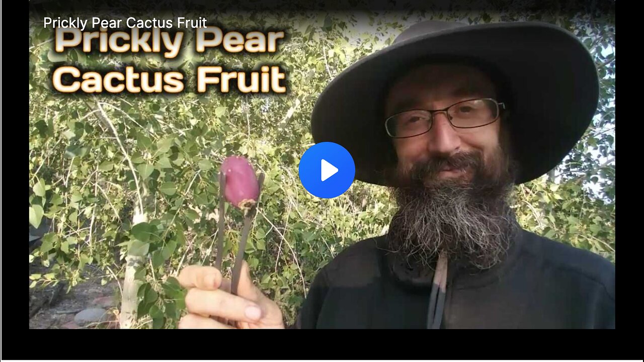 The prickly pear cactus fruit